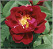 Rosa gallica